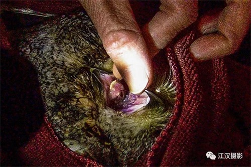 乐橙国际,湖南野生动物追踪,湖南卫星追踪器,湖南追踪器