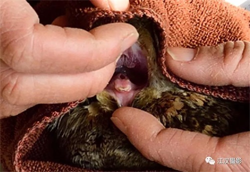 乐橙国际,湖南野生动物追踪,湖南卫星追踪器,湖南追踪器