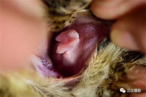 乐橙国际,湖南野生动物追踪,湖南卫星追踪器,湖南追踪器