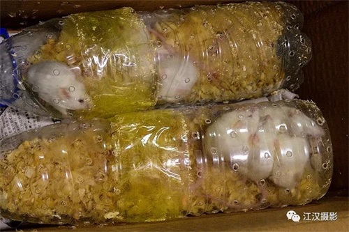 乐橙国际,湖南野生动物追踪,湖南卫星追踪器,湖南追踪器