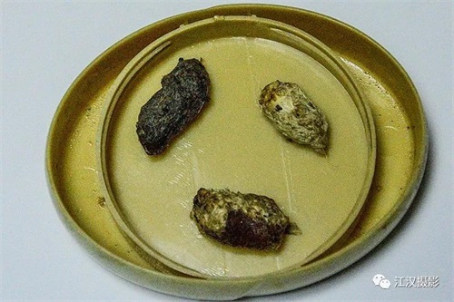 乐橙国际,湖南野生动物追踪,湖南卫星追踪器,湖南追踪器