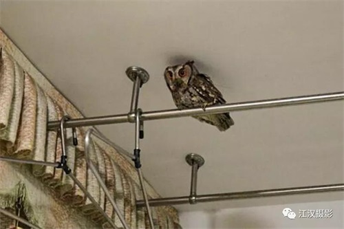 乐橙国际,湖南野生动物追踪,湖南卫星追踪器,湖南追踪器