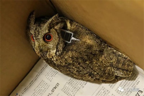 乐橙国际,湖南野生动物追踪,湖南卫星追踪器,湖南追踪器