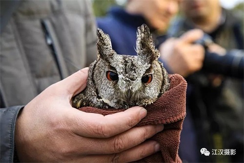 乐橙国际,湖南野生动物追踪,湖南卫星追踪器,湖南追踪器
