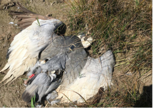 乐橙国际,湖南野生动物追踪,湖南卫星追踪器,湖南追踪器