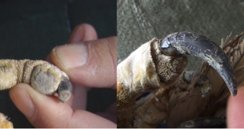 乐橙国际,湖南野生动物追踪,湖南卫星追踪器,湖南追踪器