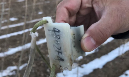 乐橙国际,湖南野生动物追踪,湖南卫星追踪器,湖南追踪器