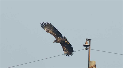 乐橙国际,湖南野生动物追踪,湖南卫星追踪器,湖南追踪器