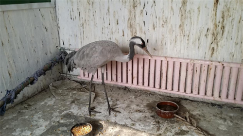 乐橙国际,湖南野生动物追踪,湖南卫星追踪器,湖南追踪器