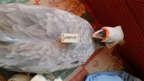 乐橙国际,湖南野生动物追踪,湖南卫星追踪器,湖南追踪器