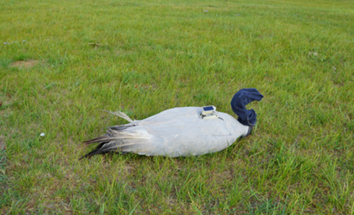 乐橙国际,湖南野生动物追踪,湖南卫星追踪器,湖南追踪器