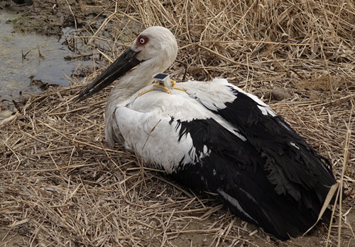 乐橙国际,湖南野生动物追踪,湖南卫星追踪器,湖南追踪器