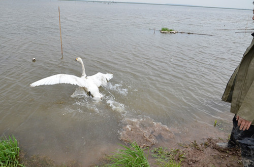 乐橙国际,湖南野生动物追踪,湖南卫星追踪器,湖南追踪器