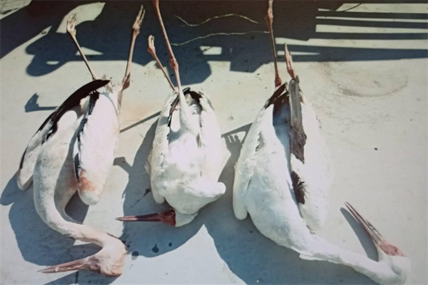 乐橙国际,湖南野生动物追踪,湖南卫星追踪器,湖南追踪器