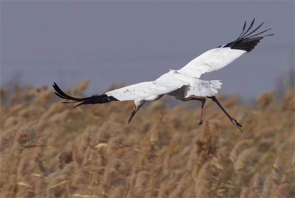 乐橙国际,湖南野生动物追踪,湖南卫星追踪器,湖南追踪器