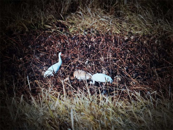 乐橙国际,湖南野生动物追踪,湖南卫星追踪器,湖南追踪器
