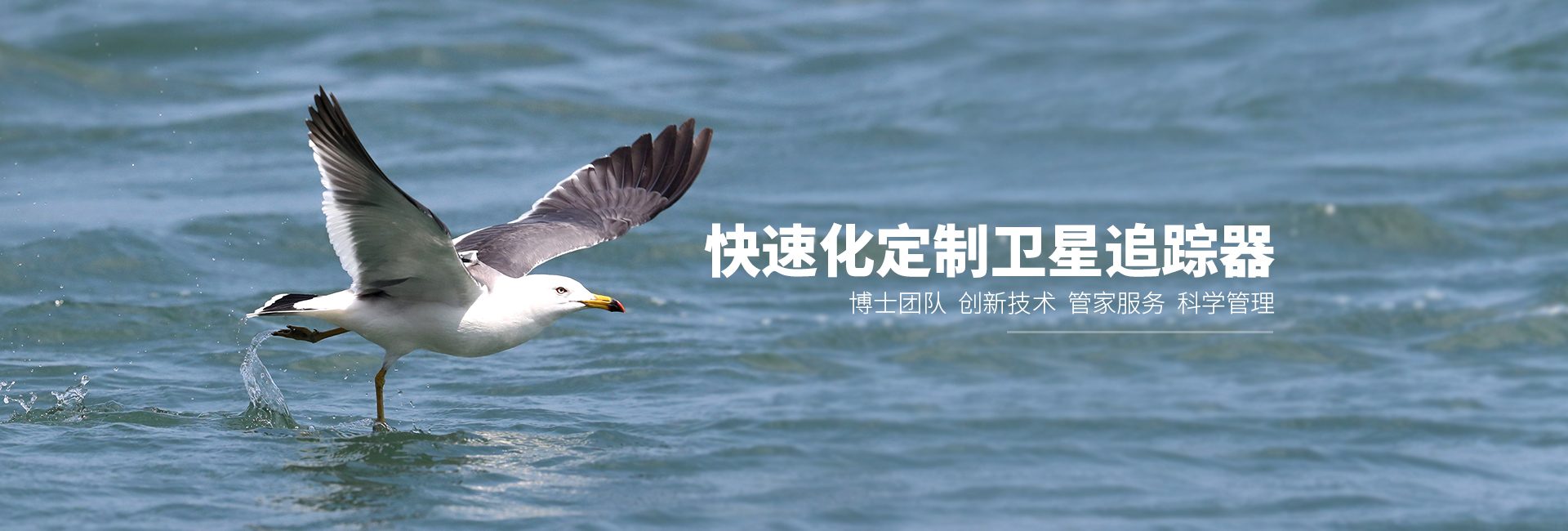 乐橙国际_湖南野生动物追踪|湖南卫星追踪器