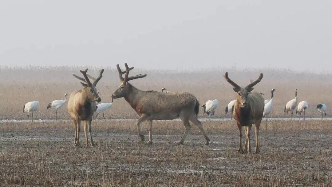 乐橙国际,湖南野生动物追踪,湖南卫星追踪器,湖南追踪器