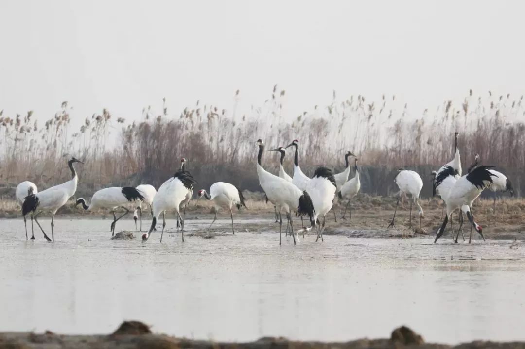 乐橙国际,湖南野生动物追踪,湖南卫星追踪器,湖南追踪器