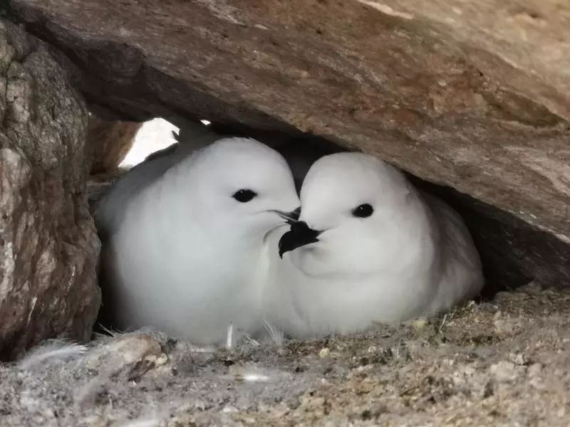 乐橙国际,湖南野生动物追踪,湖南卫星追踪器,湖南追踪器