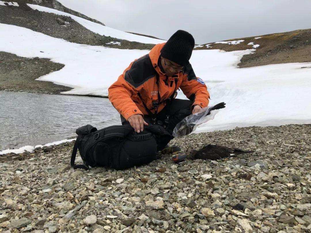乐橙国际,湖南野生动物追踪,湖南卫星追踪器,湖南追踪器