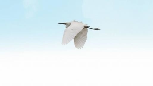 乐橙国际,湖南野生动物追踪,湖南卫星追踪器,湖南追踪器