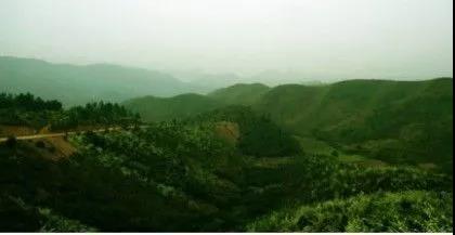 攸县兴林油茶,油茶苗,油茶果,轻基质杯苗,裸根苗,油茶苗价钱,油茶苗批发,油茶苗基地