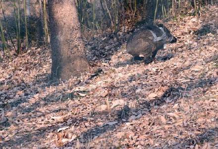 乐橙国际,湖南野生动物追踪,湖南卫星追踪器,湖南追踪器