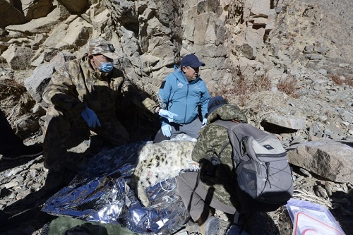 乐橙国际,湖南野生动物追踪,湖南卫星追踪器,湖南追踪器