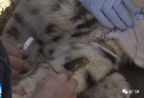 乐橙国际,湖南野生动物追踪,湖南卫星追踪器,湖南追踪器