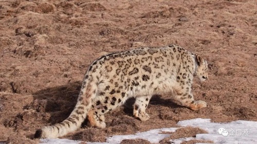 乐橙国际,湖南野生动物追踪,湖南卫星追踪器,湖南追踪器