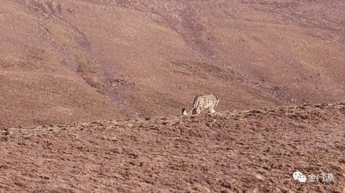 乐橙国际,湖南野生动物追踪,湖南卫星追踪器,湖南追踪器