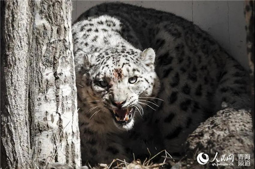 乐橙国际,湖南野生动物追踪,湖南卫星追踪器,湖南追踪器