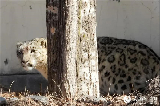 乐橙国际,湖南野生动物追踪,湖南卫星追踪器,湖南追踪器
