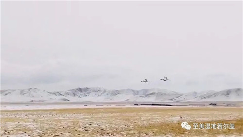 乐橙国际,湖南野生动物追踪,湖南卫星追踪器,湖南追踪器