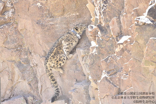 乐橙国际·lc8(中国游)官方网站