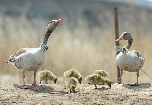 乐橙国际,湖南野生动物追踪,湖南卫星追踪器,湖南追踪器