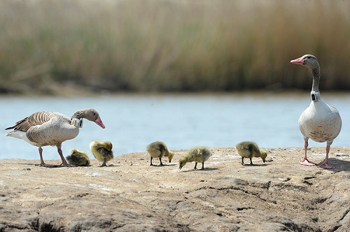 乐橙国际,湖南野生动物追踪,湖南卫星追踪器,湖南追踪器