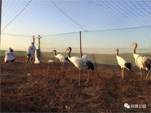 乐橙国际,湖南野生动物追踪,湖南卫星追踪器,湖南追踪器