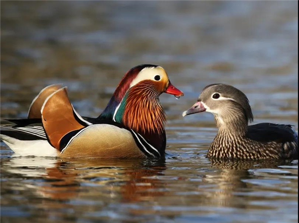 乐橙国际,湖南野生动物追踪,湖南卫星追踪器,湖南追踪器