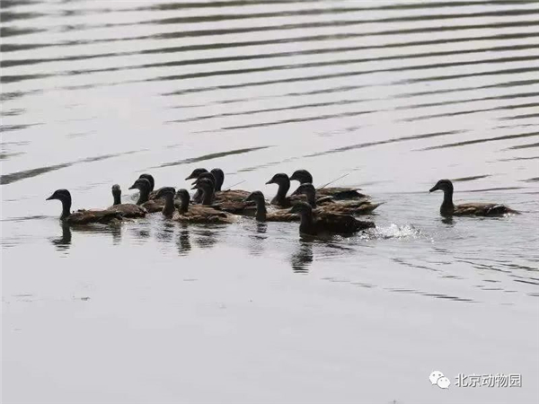 乐橙国际,湖南野生动物追踪,湖南卫星追踪器,湖南追踪器