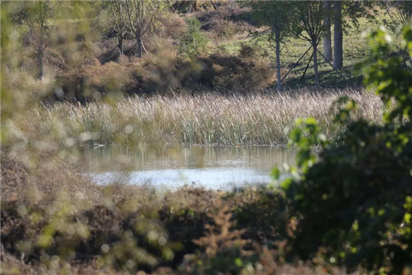 乐橙国际,湖南野生动物追踪,湖南卫星追踪器,湖南追踪器