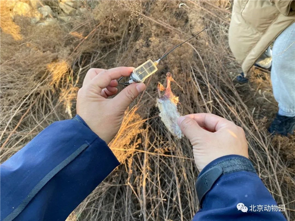 乐橙国际,湖南野生动物追踪,湖南卫星追踪器,湖南追踪器