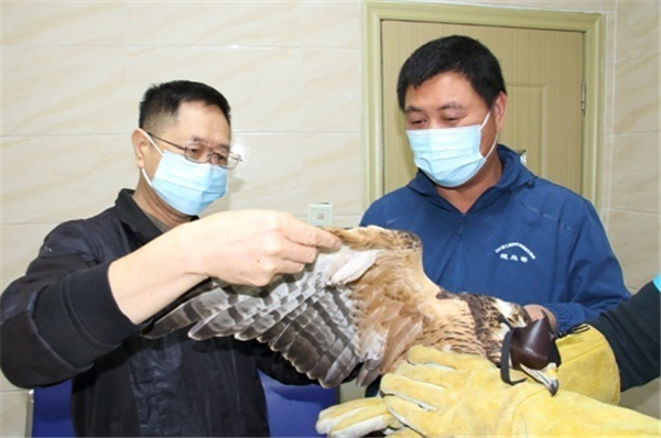 乐橙国际,湖南野生动物追踪,湖南卫星追踪器,湖南追踪器