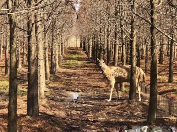 乐橙国际,湖南野生动物追踪,湖南卫星追踪器,湖南追踪器
