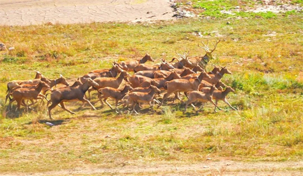 乐橙国际,湖南野生动物追踪,湖南卫星追踪器,湖南追踪器