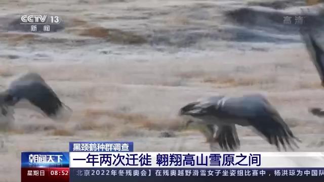 乐橙国际,湖南野生动物追踪,湖南卫星追踪器,湖南追踪器