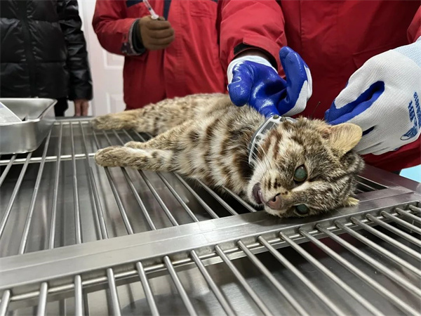 乐橙国际,湖南野生动物追踪,湖南卫星追踪器,湖南追踪器