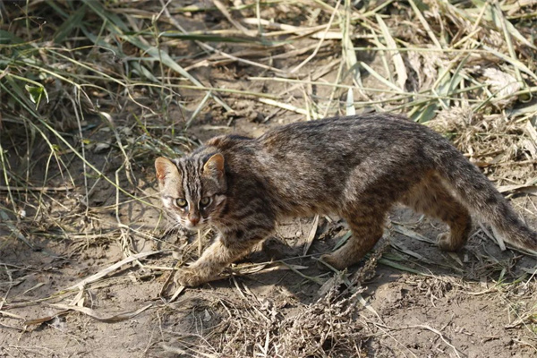 乐橙国际,湖南野生动物追踪,湖南卫星追踪器,湖南追踪器