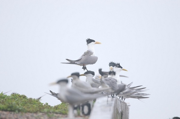 乐橙国际,湖南野生动物追踪,湖南卫星追踪器,湖南追踪器